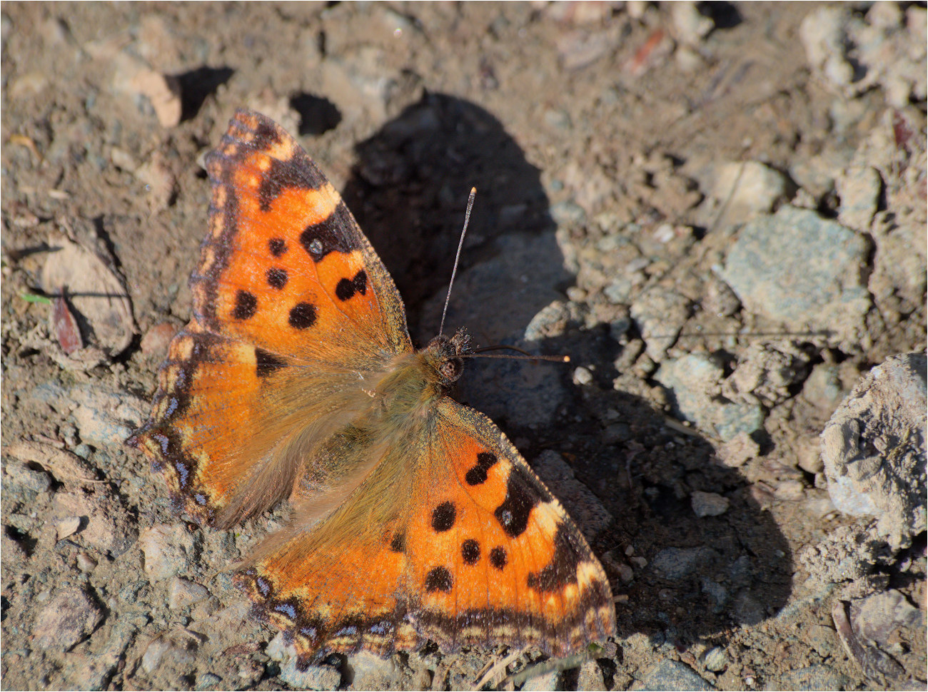 Großer Fuchs (Nymphalis polychloros)