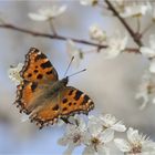 Großer Fuchs (Nymphalis polychloros)