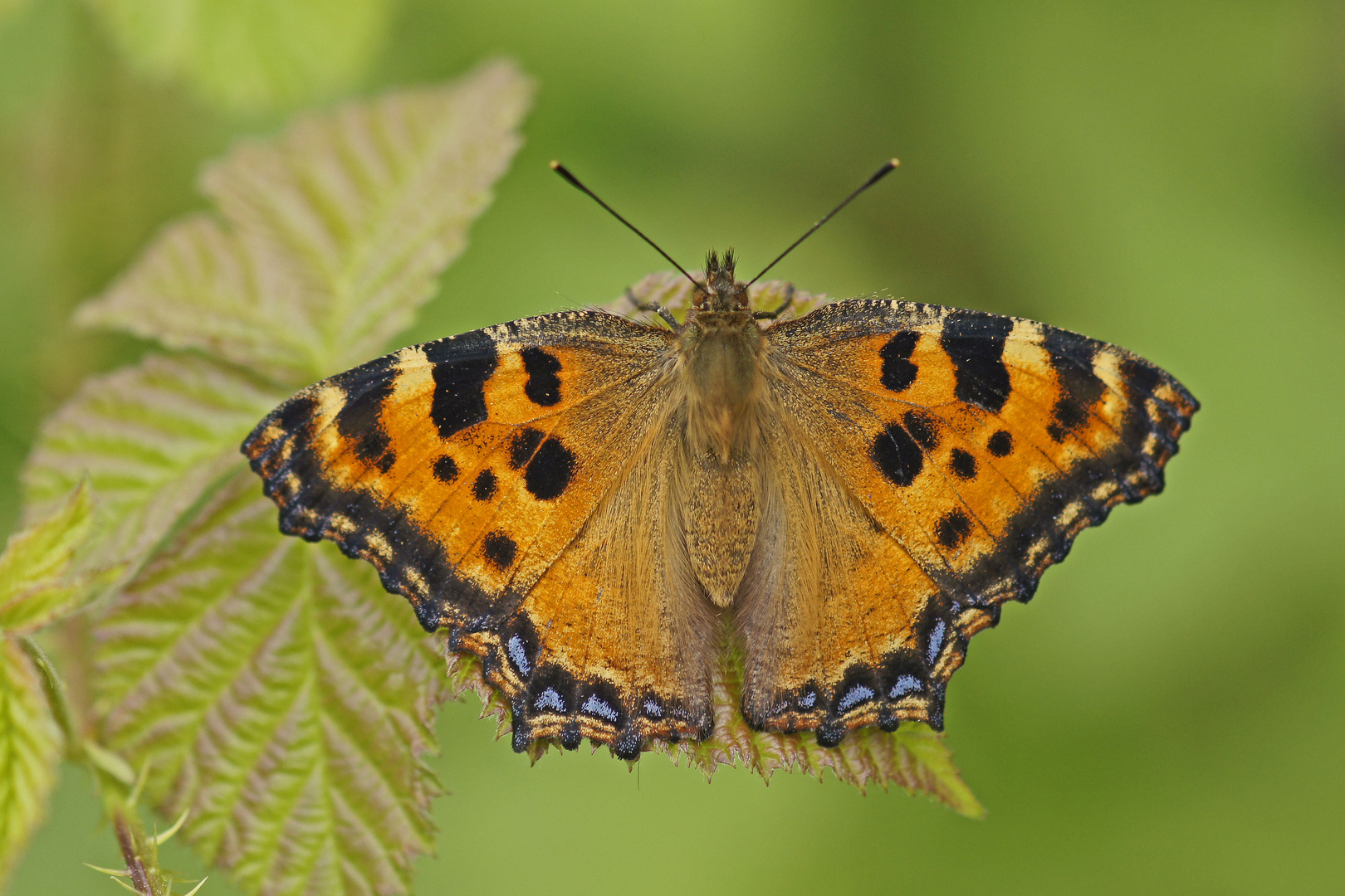 Großer Fuchs (Nymphalis polychloros)