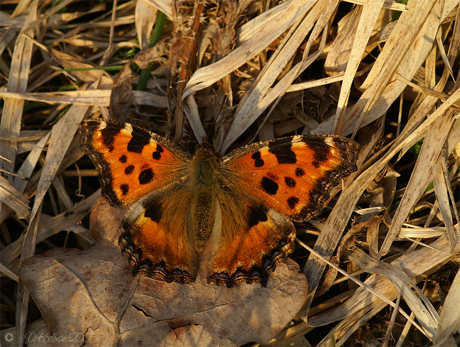 Großer Fuchs (Nymphalis polychloros) 2