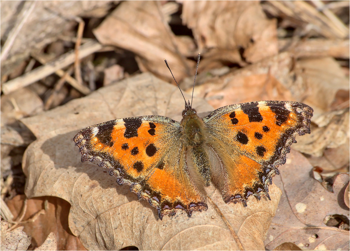 Großer Fuchs (Nymphalis polychloros) #2