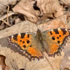 Großer Fuchs (Nymphalis polychloros) #2