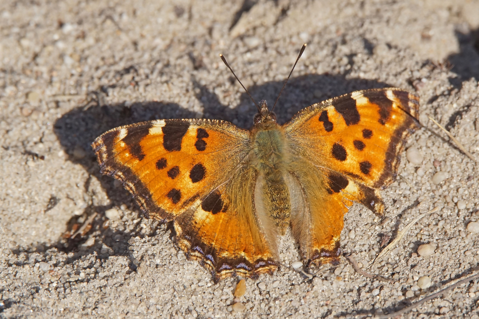 Großer Fuchs (Nymphalis polychloros), 2019