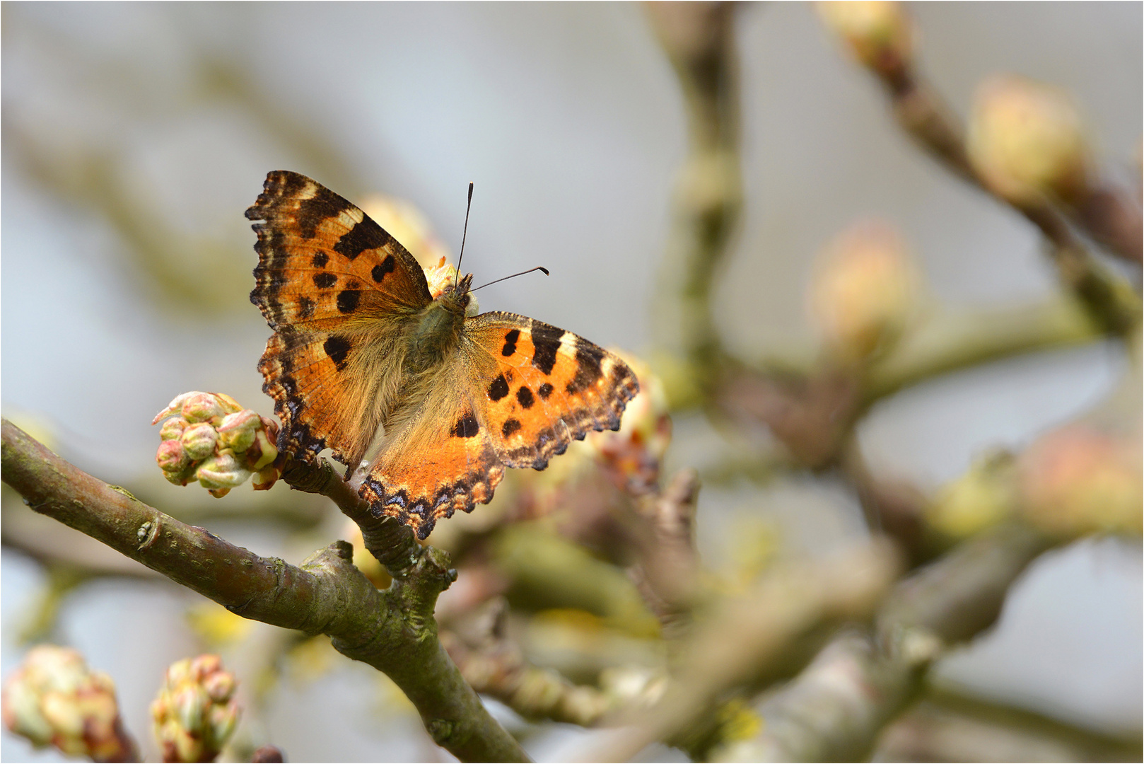 Großer Fuchs  (Nymphalis polychloros)