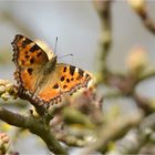 Großer Fuchs  (Nymphalis polychloros)