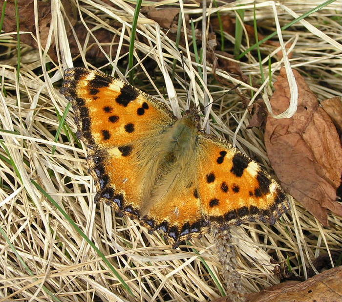 Großer Fuchs (Nymphalis polychloros)