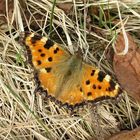 Großer Fuchs (Nymphalis polychloros)