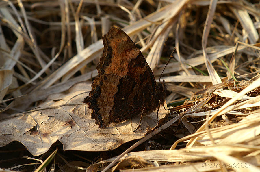 Großer Fuchs (Nymphalis polychloros) 3