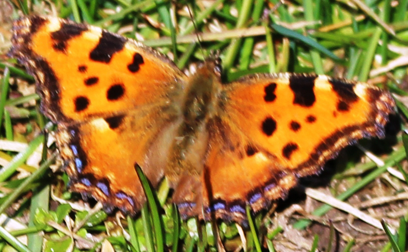 Großer Fuchs (Nymphalis polychloros)