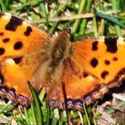 Großer Fuchs (Nymphalis polychloros)