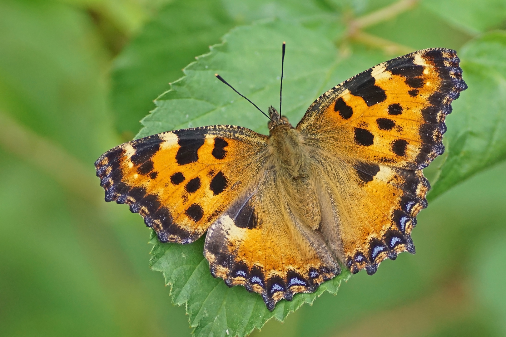 Großer Fuchs (Nymphalis polychloros)