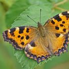 Großer Fuchs (Nymphalis polychloros)