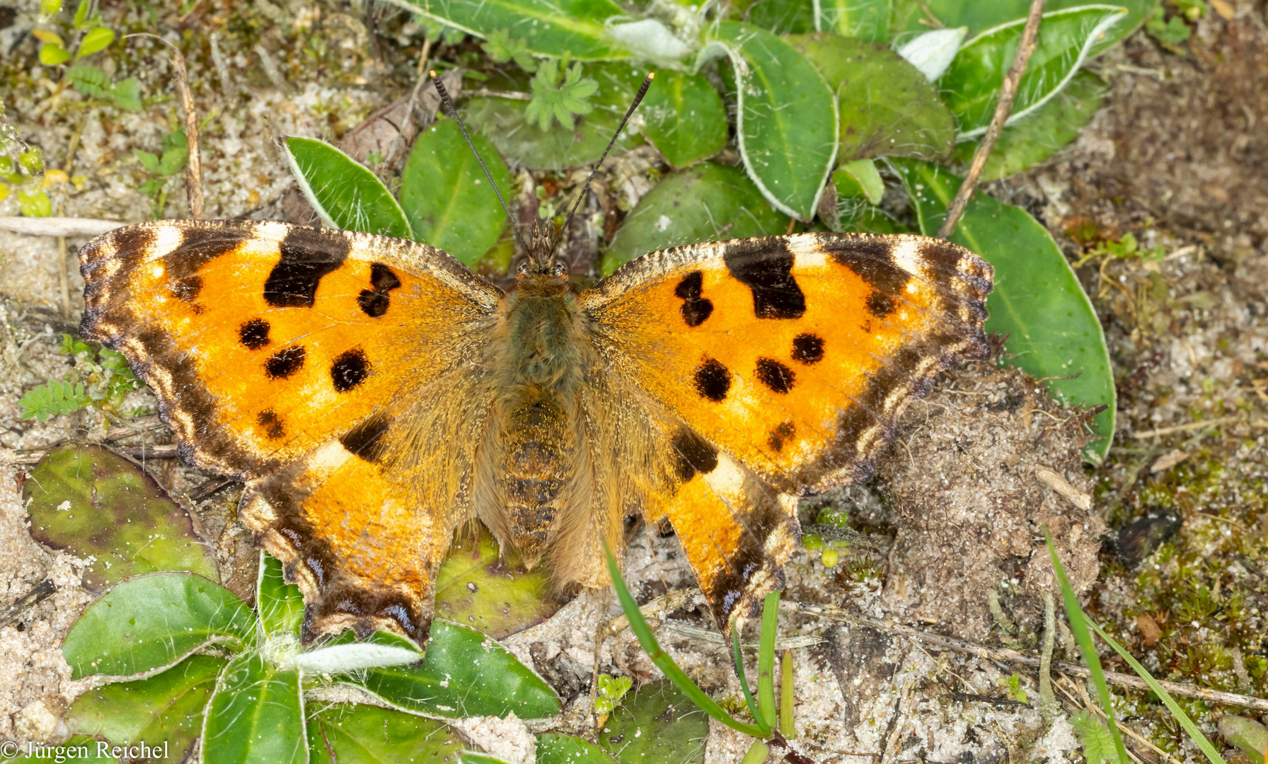 Großer Fuchs (Nymphalis polychloros) 