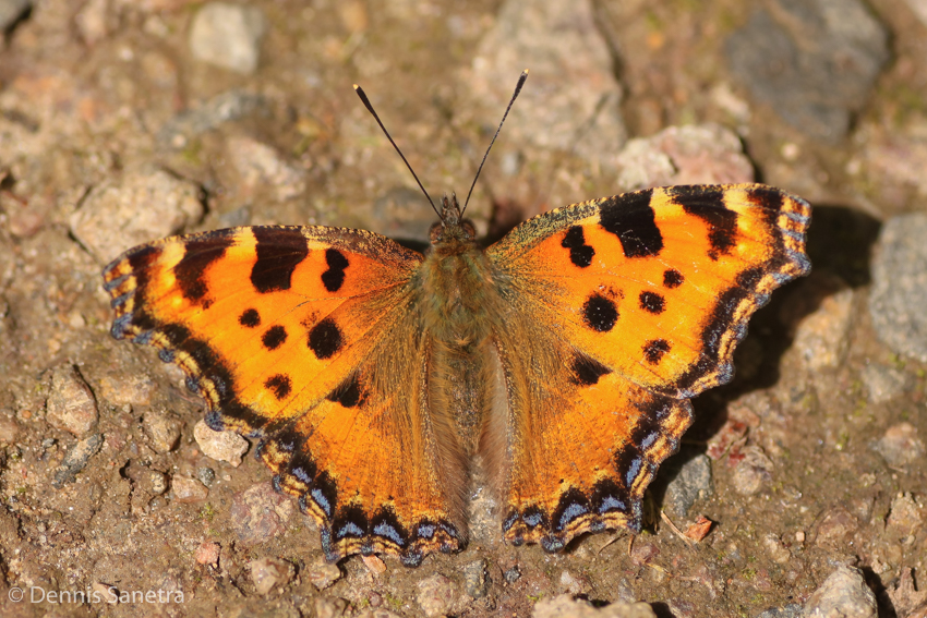 Großer Fuchs (Nymphalis polychloros)