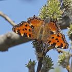 Großer Fuchs (Nymphalis polychloros)