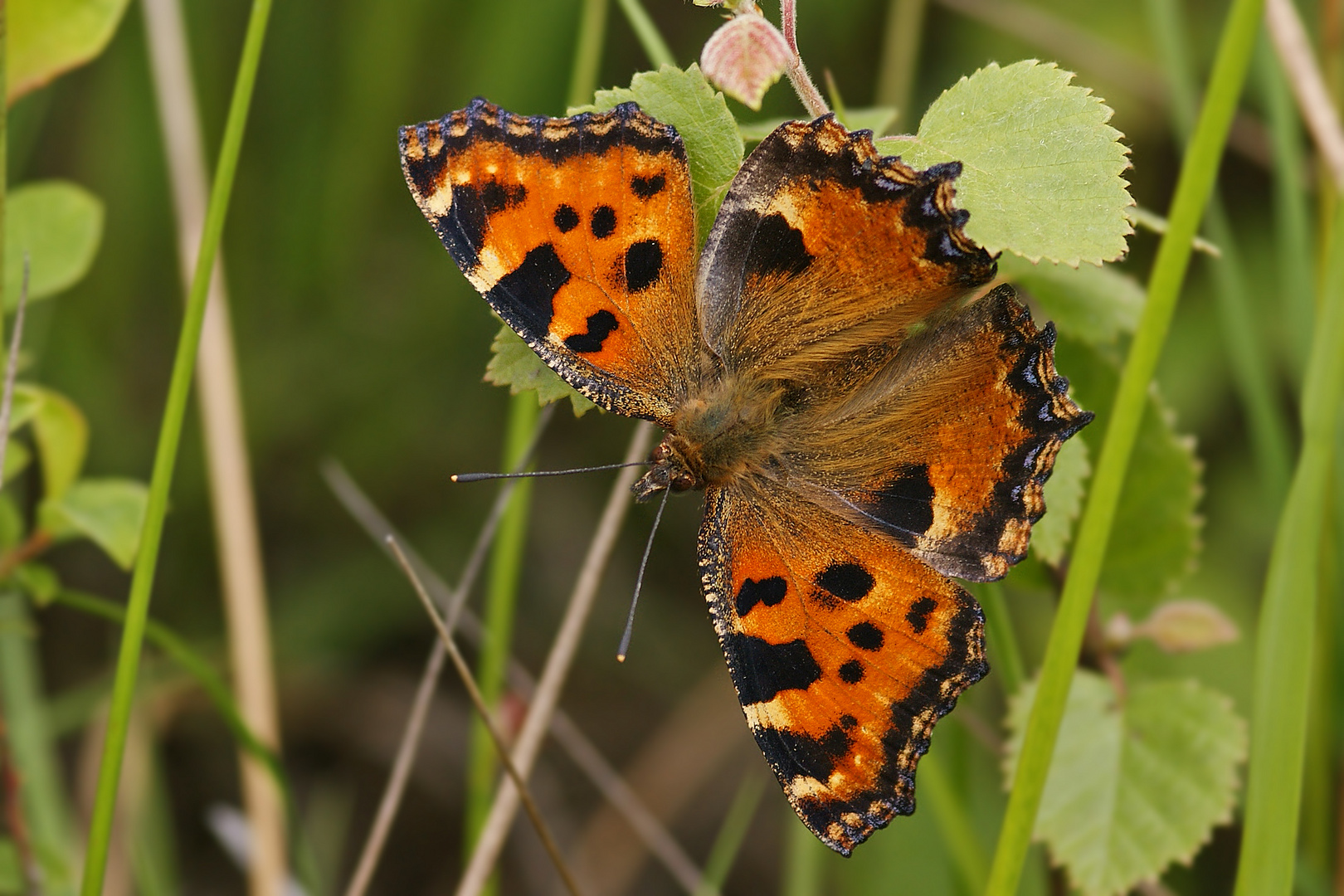 Großer Fuchs (Nymphalis polychloros)