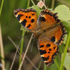 Großer Fuchs (Nymphalis polychloros)