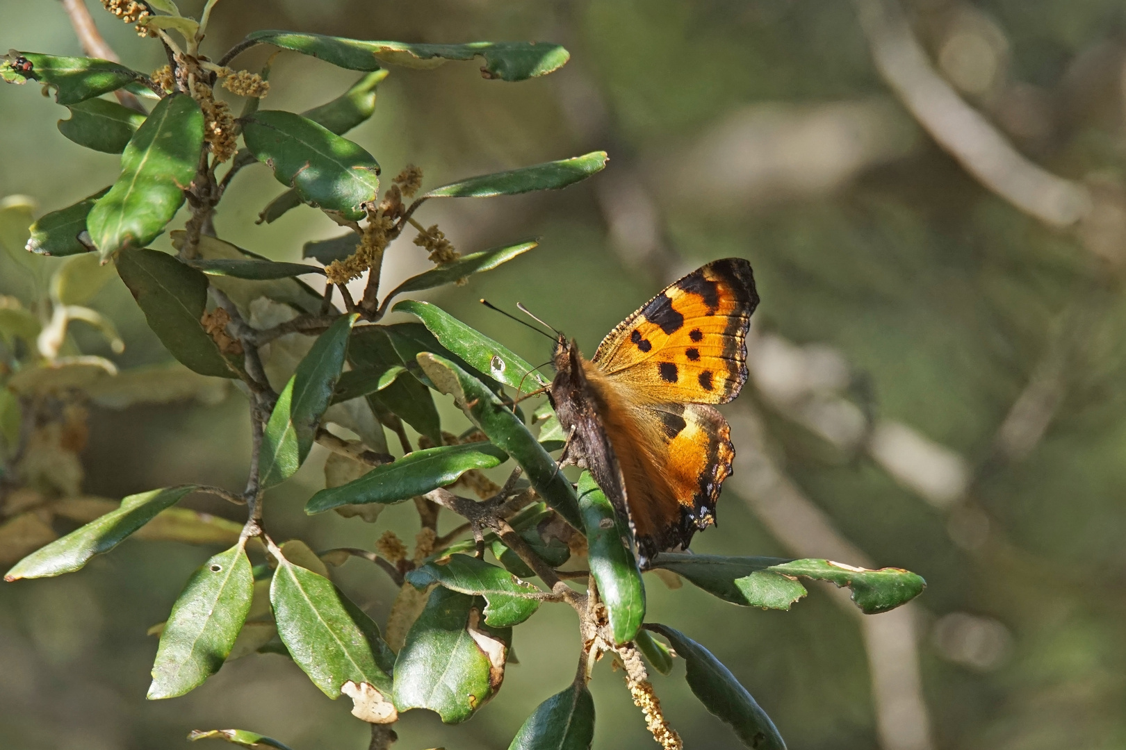 Großer Fuchs (Nymphalis polychloros)