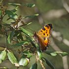 Großer Fuchs (Nymphalis polychloros)