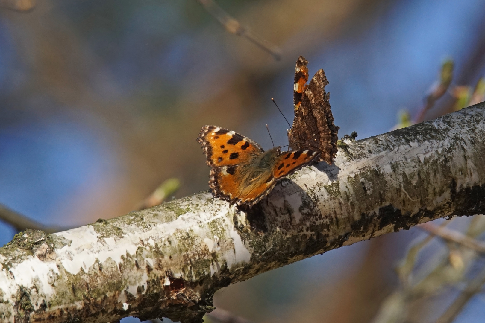 Großer Fuchs (Nymphalis polychloros)