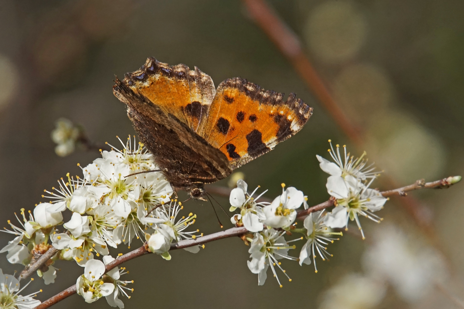 Großer Fuchs (Nymphalis polychloros)