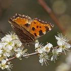 Großer Fuchs (Nymphalis polychloros)