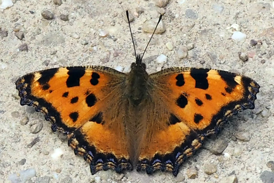 Großer Fuchs (Nymphalis polychloros)