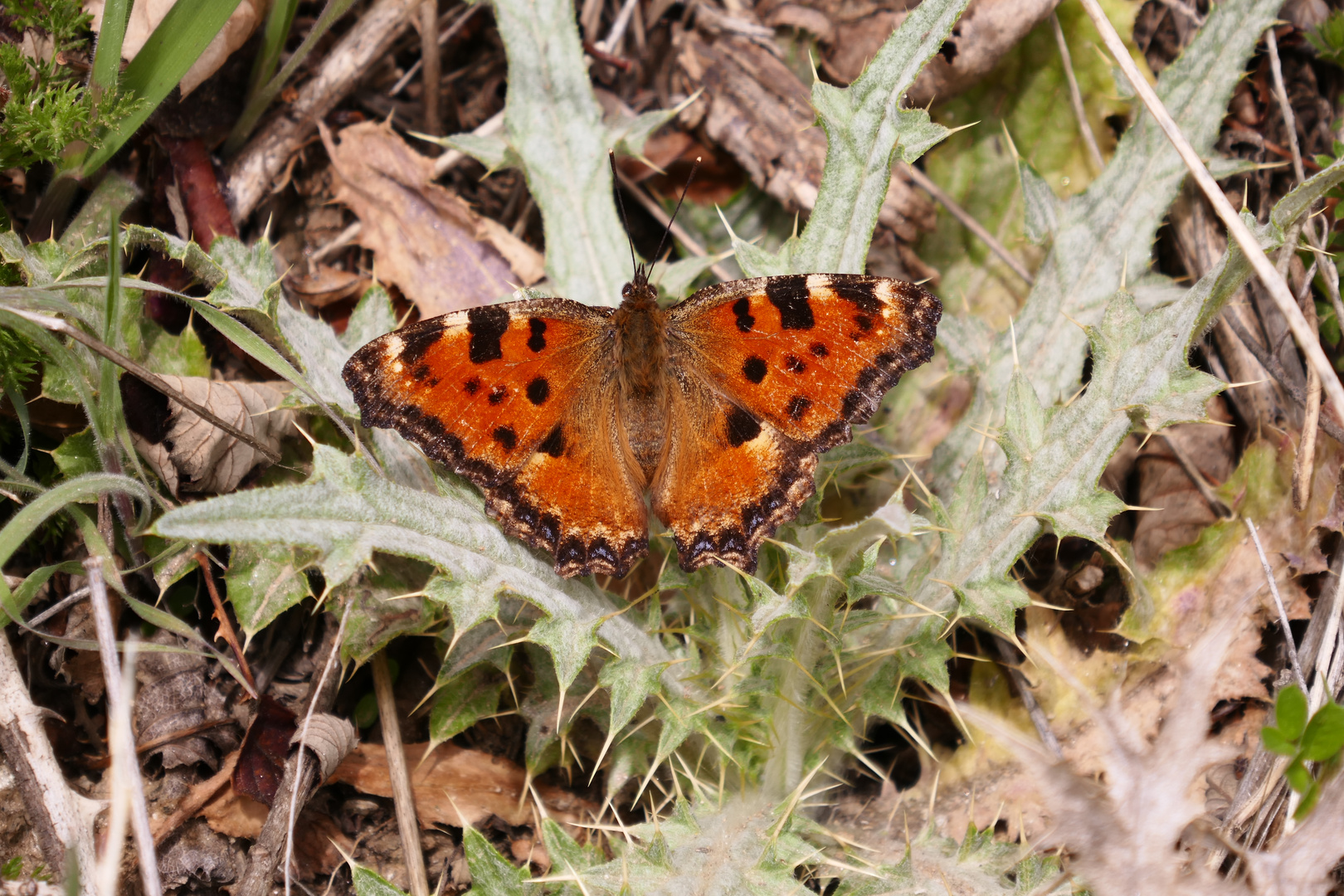 Großer Fuchs, Nymphalis polychloros