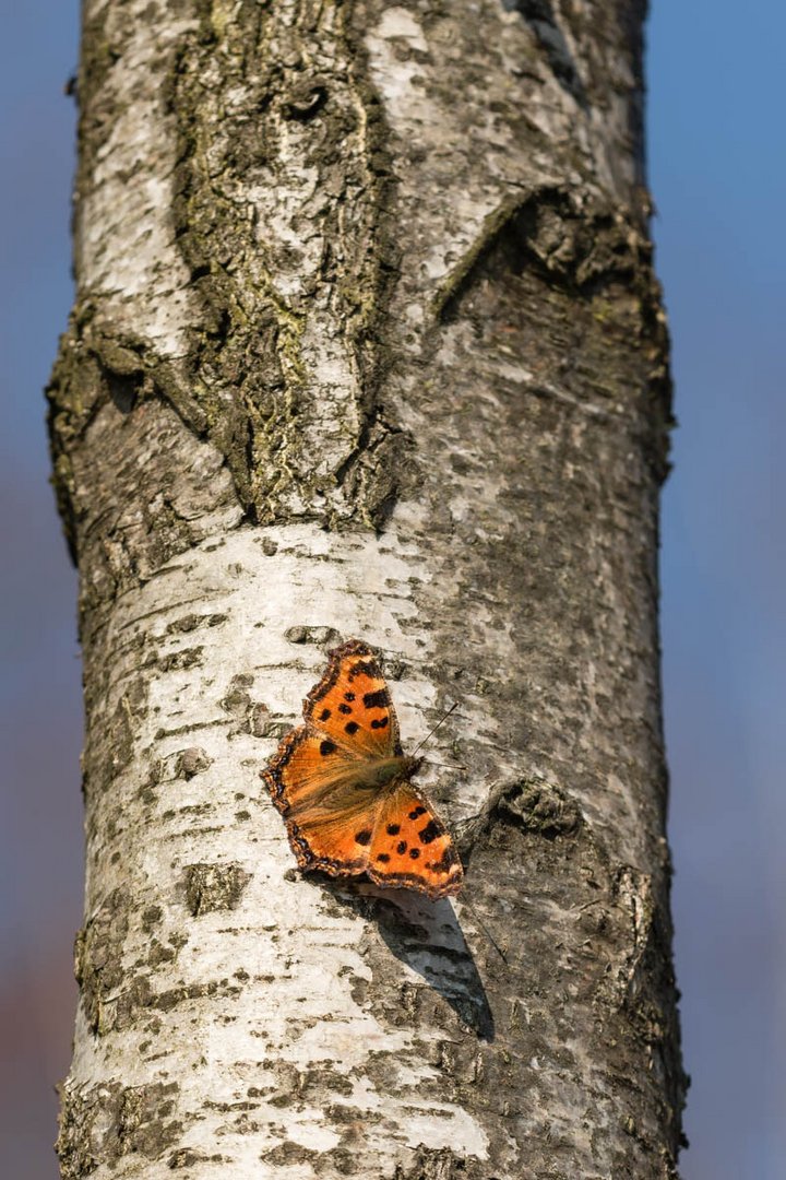 Großer Fuchs (Nymphalis polychloros)