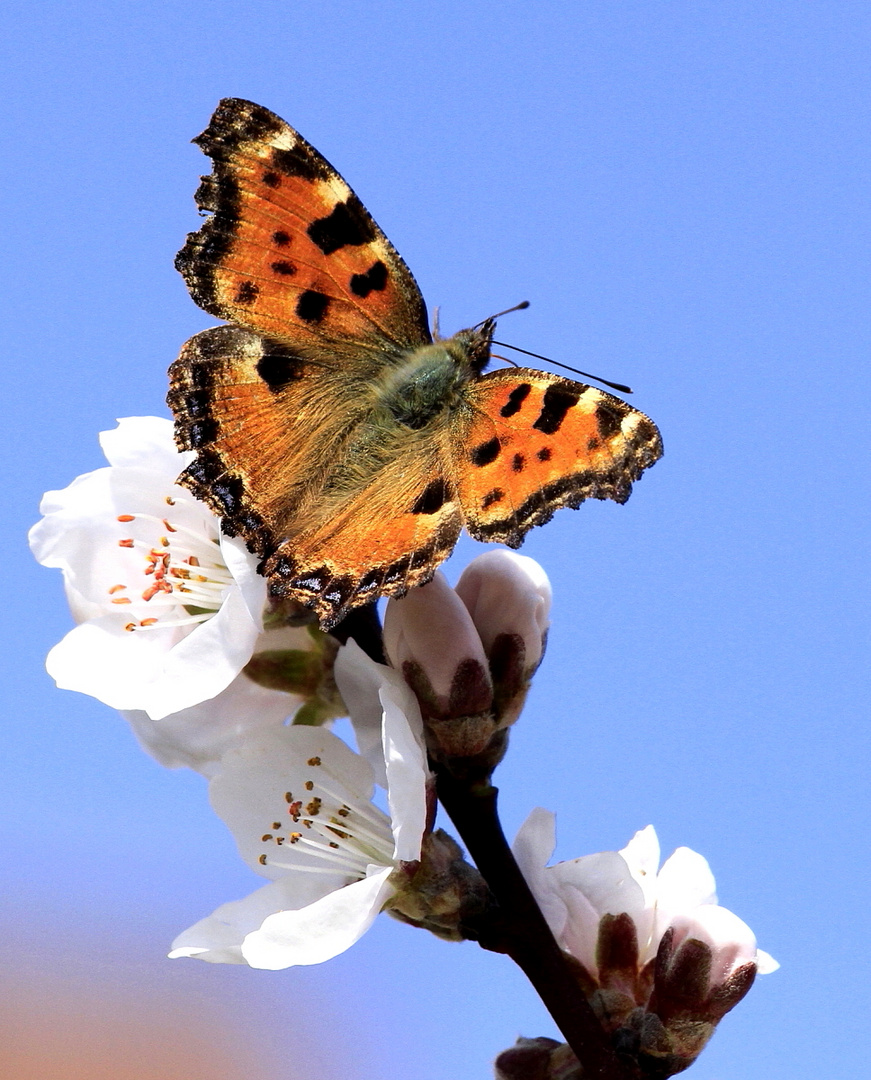 Großer Fuchs (Nymphalis polychloros) 