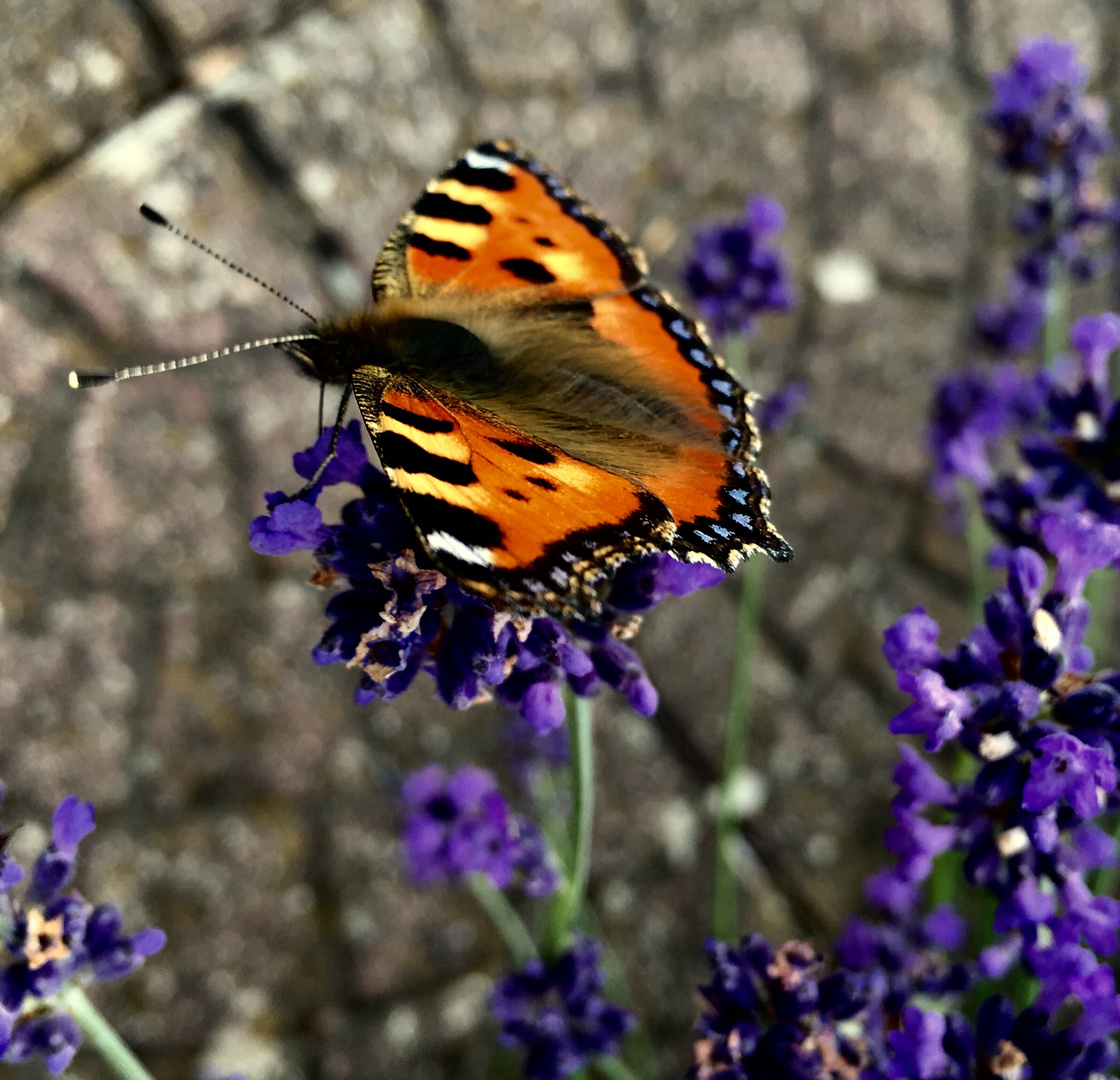 Großer Fuchs · Nymphalis polychloros