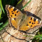 Großer Fuchs (Nymphalis polychloros)