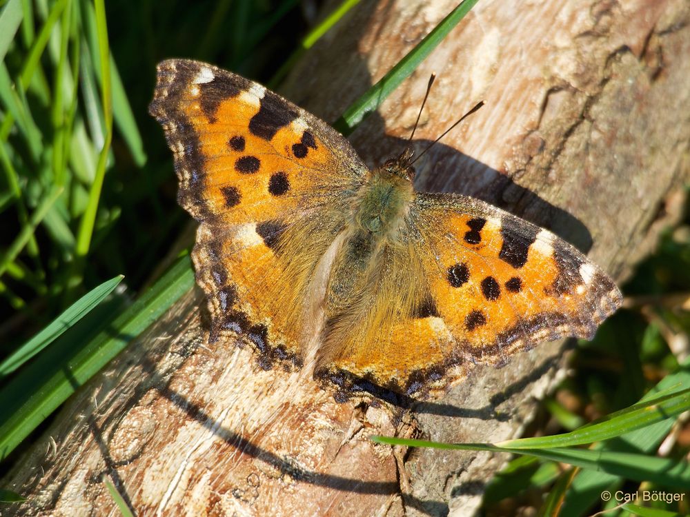 Großer Fuchs (Nymphalis polychloros)