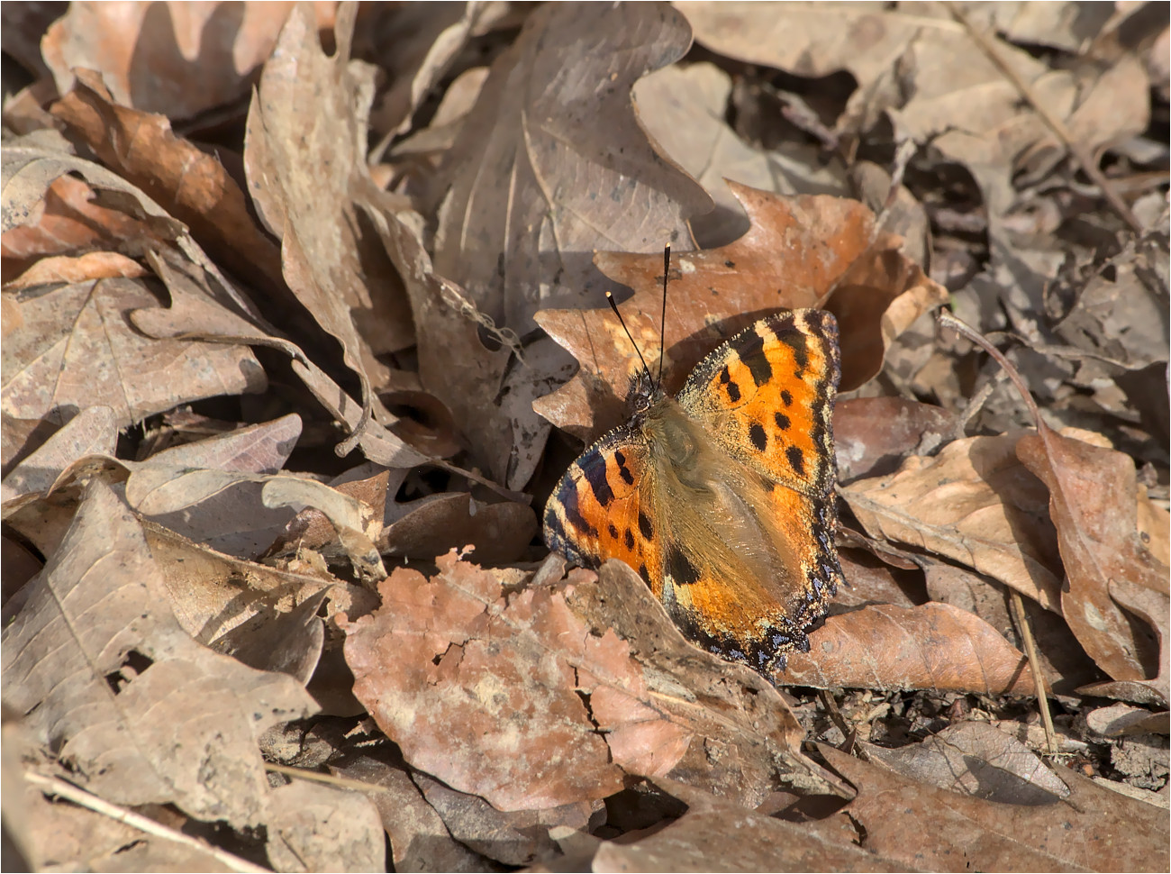 Großer Fuchs (Nymphalis polychloros)