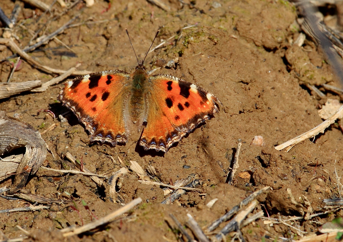 Großer Fuchs (Nymphalis polychloros) 