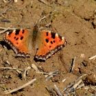 Großer Fuchs (Nymphalis polychloros) 