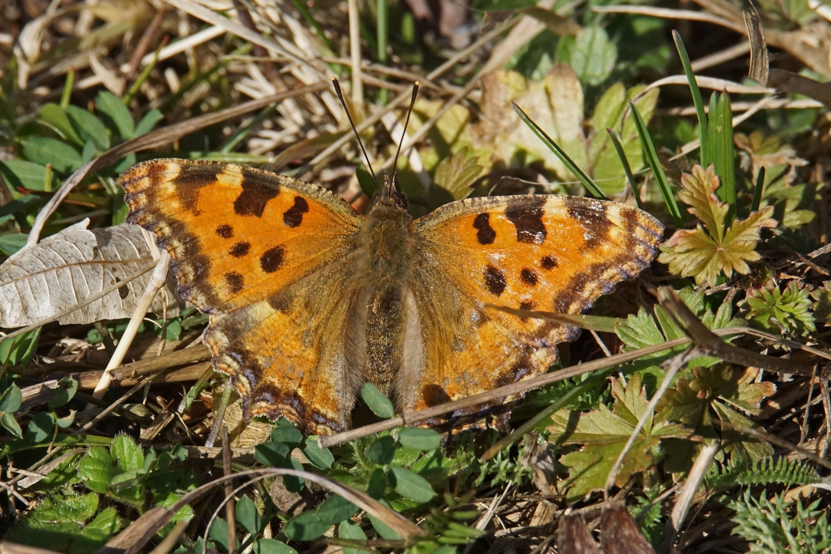 Großer Fuchs (Nymphalis polychloros)