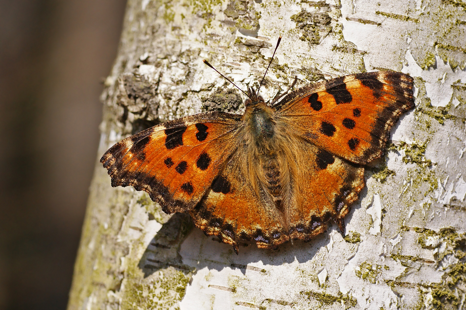 Großer Fuchs (Nymphalis polychloros)