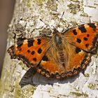 Großer Fuchs (Nymphalis polychloros)