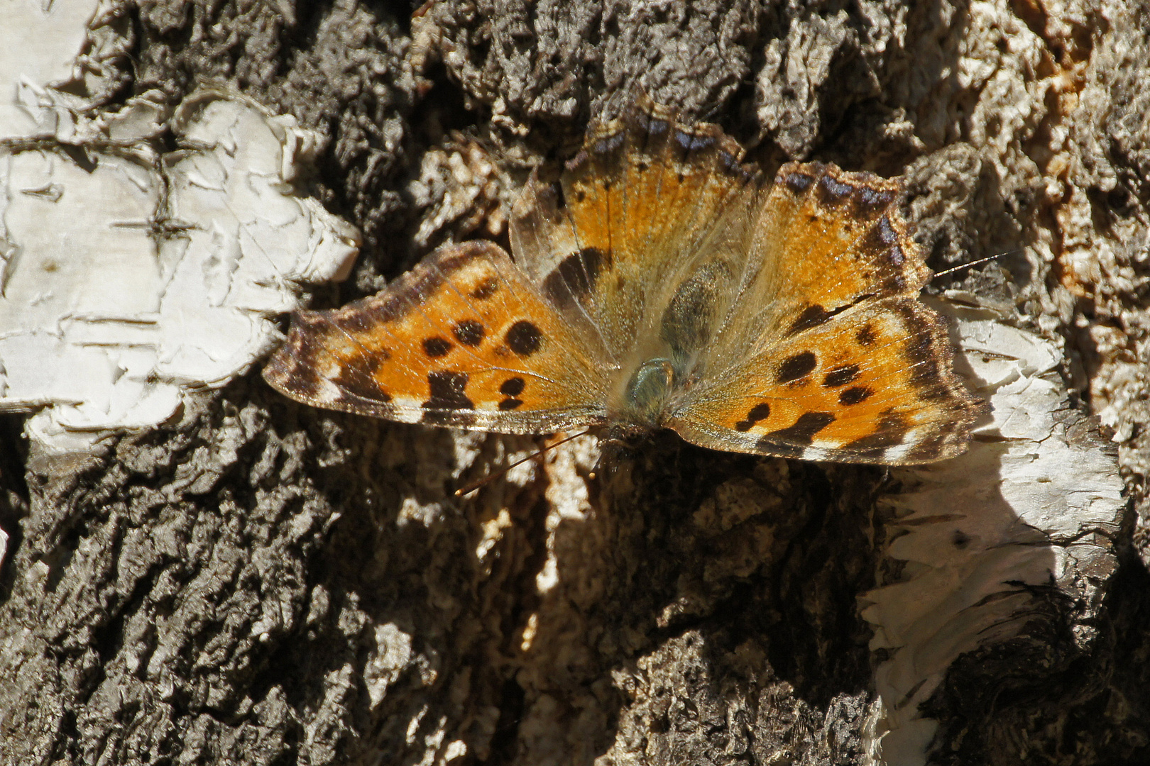 Großer Fuchs (Nymphalis polychloros)