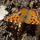 Großer Fuchs (Nymphalis polychloros)