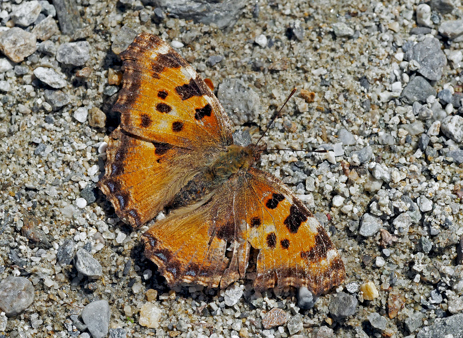 Grosser Fuchs (Nymphalis polychloros) - La Grande tortue.