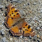 Grosser Fuchs (Nymphalis polychloros) - La Grande tortue.