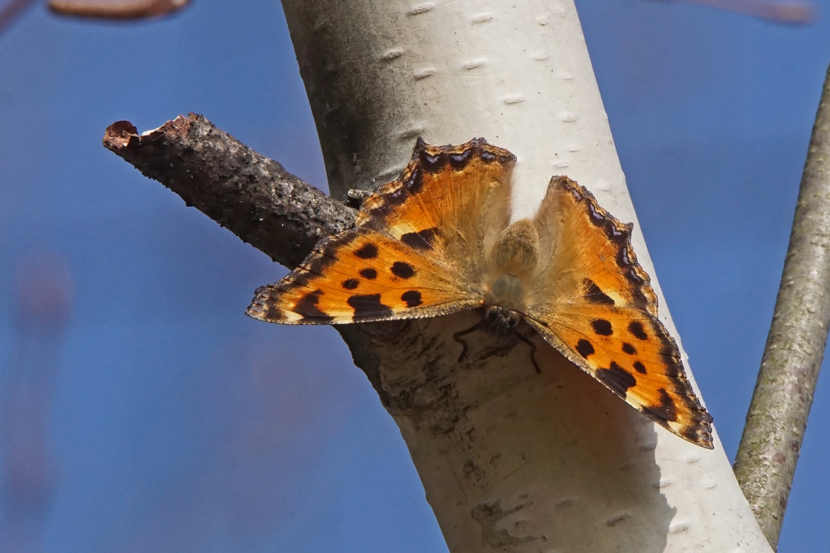 Großer Fuchs (Nymphalis polychloros), Weibchen