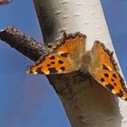 Großer Fuchs (Nymphalis polychloros), Weibchen