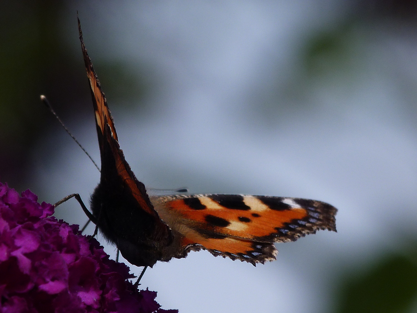 grosser fuchs schmetterling