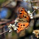 Großer Fuchs, überwinterter Falter