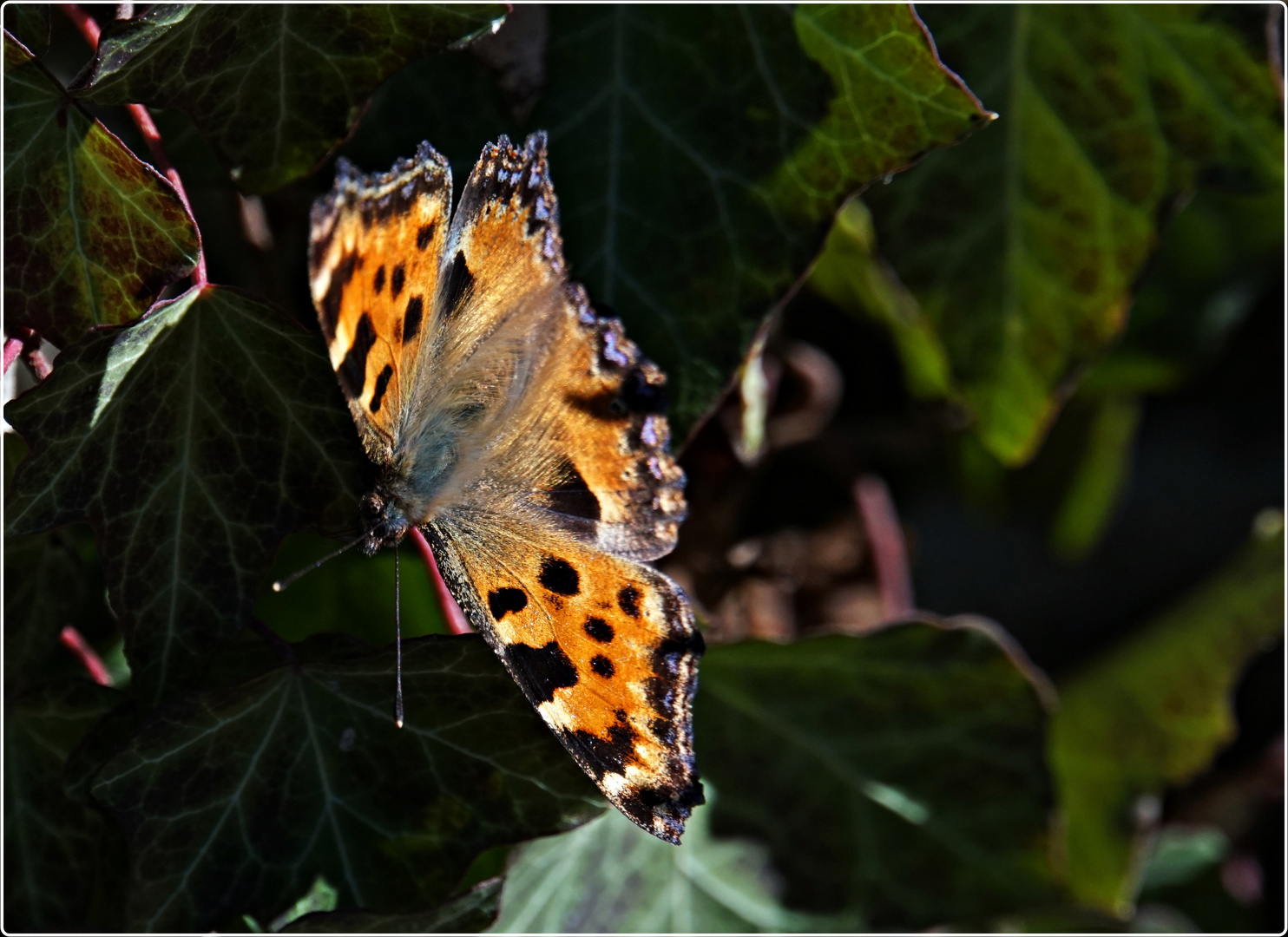 Großer Fuchs_2019_02