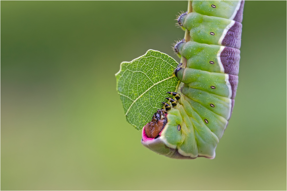 Großer Gabelschwanz (Cerura vinula)