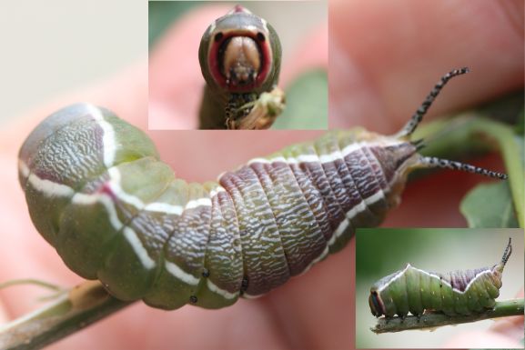 Großer Gabelschwanz (Cerura vinula)